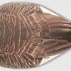 CS1 Canada Goose – Snow Goose Decoy