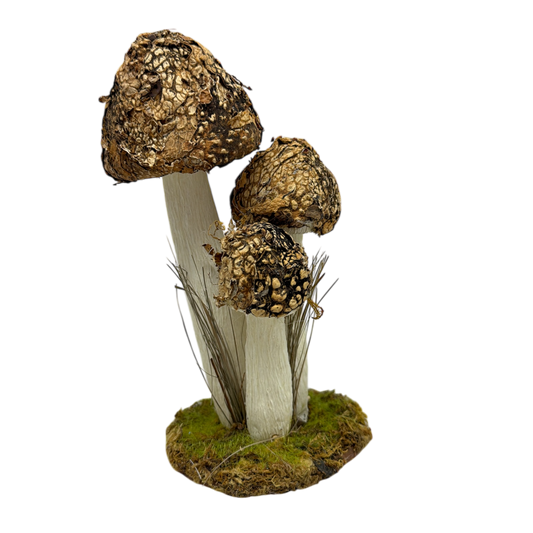 Mushroom Cluster