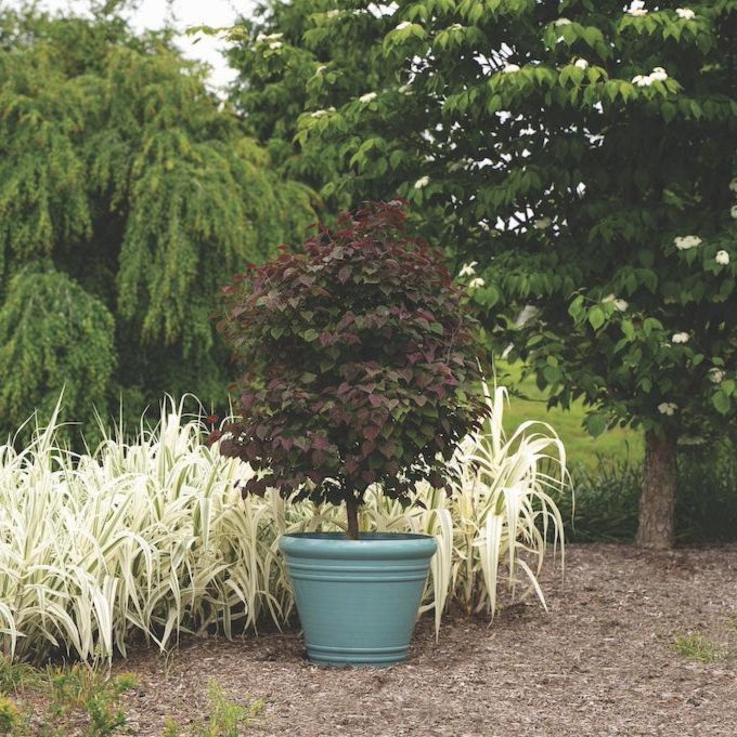 Garden Gems® Amethyst Redbud Tree