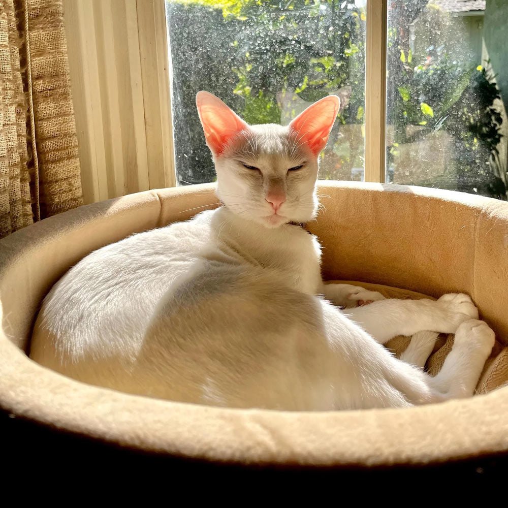 Thermo-Kitty Indoor Cat Bed