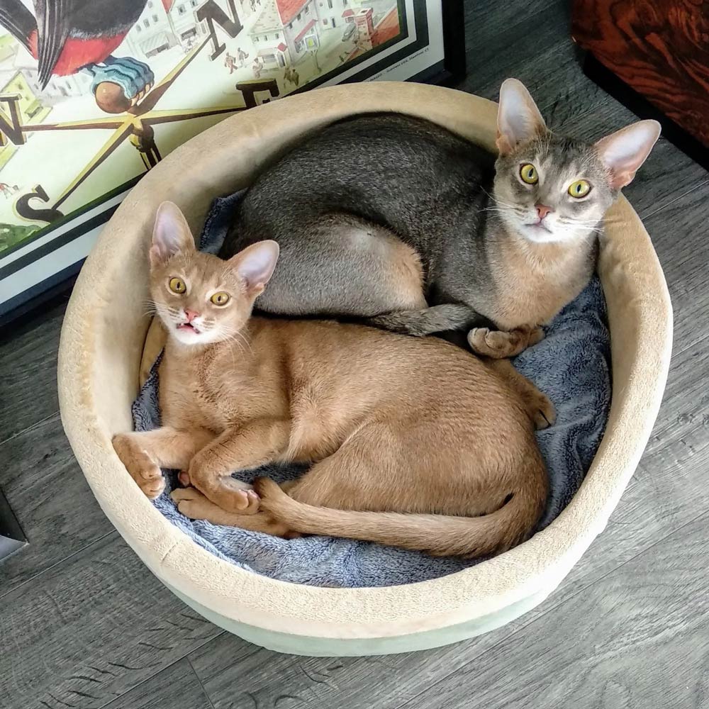 Thermo-Kitty Indoor Cat Bed