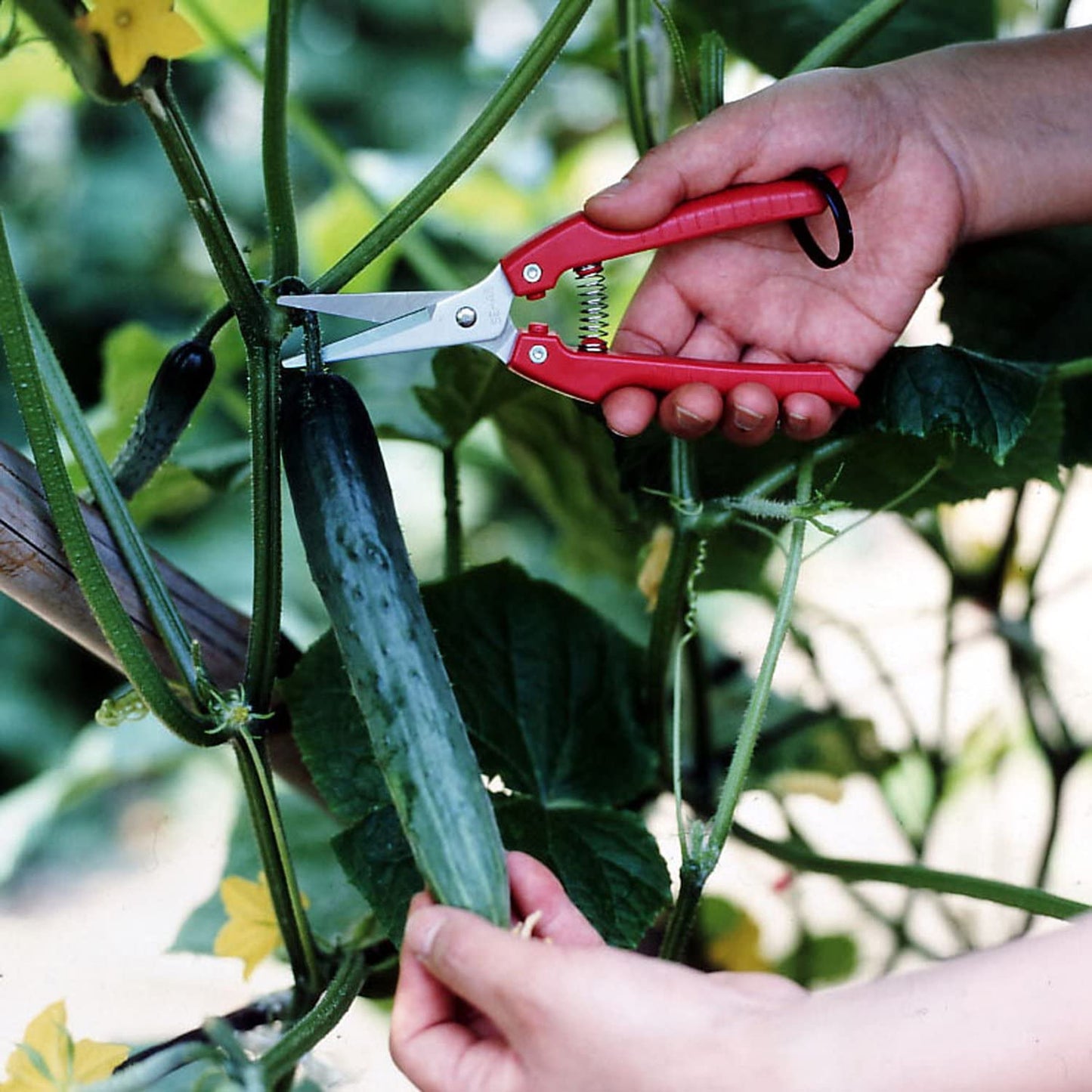 ARS Fruit Harvest Shear Stainless Steel SE-45