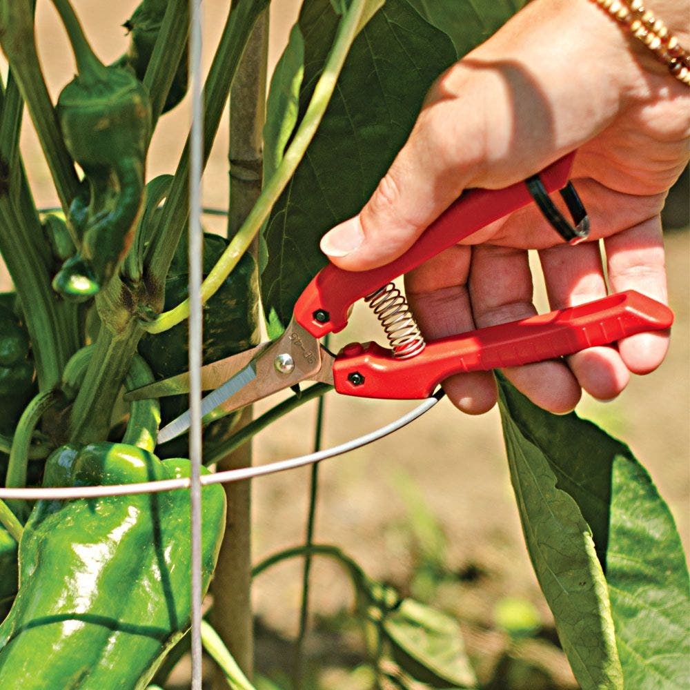 ARS Fruit Harvest Shear Stainless Steel SE-45